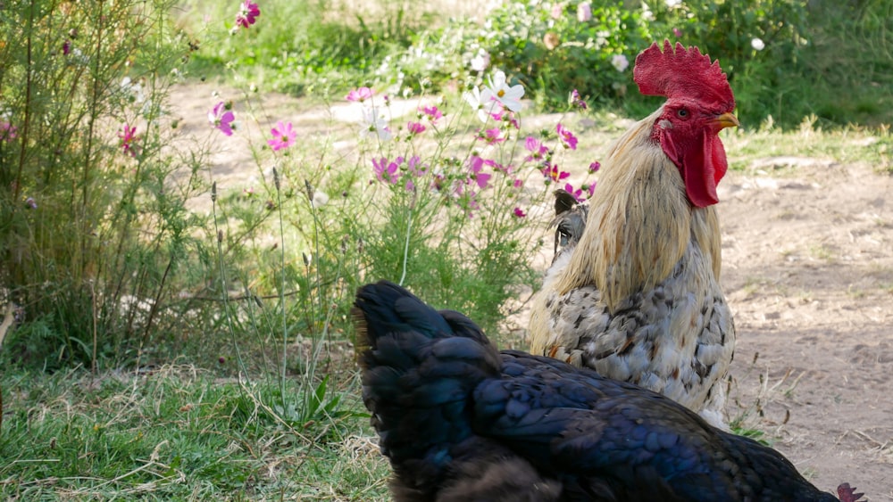 un couple de poulets debout au sommet d’un champ couvert d’herbe