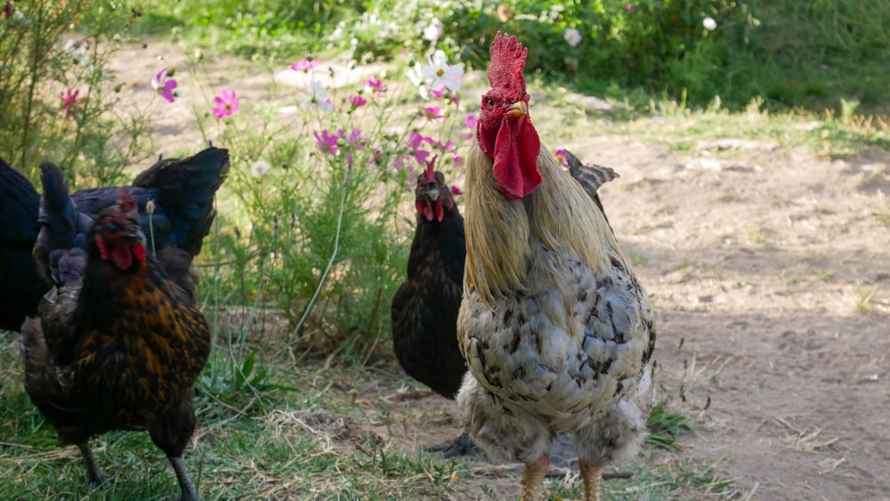 a group of chickens standing on top of a grass covered field