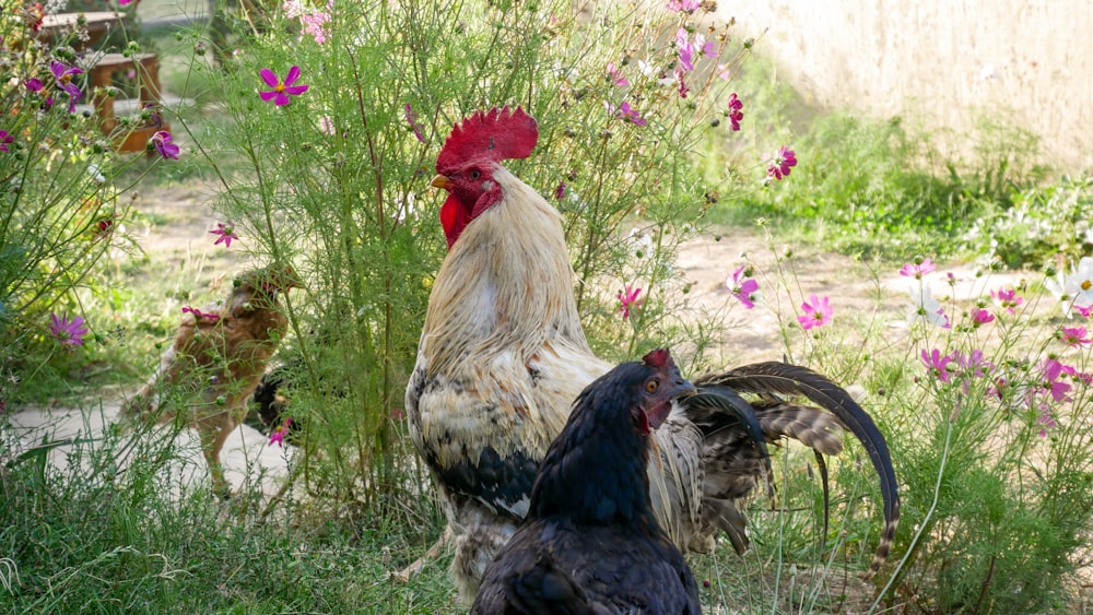 a group of chickens standing on top of a lush green field