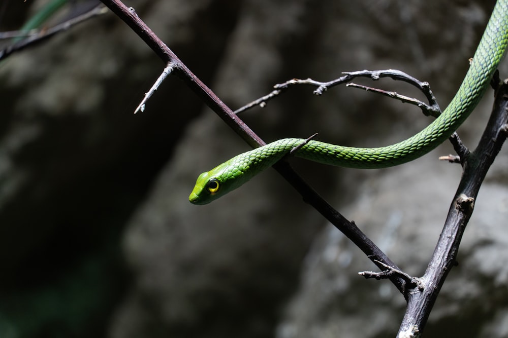 a green snake sitting on a tree branch