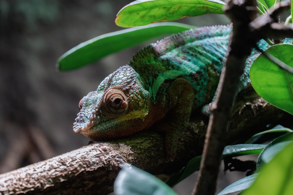 a close up of a green chamelon on a tree branch