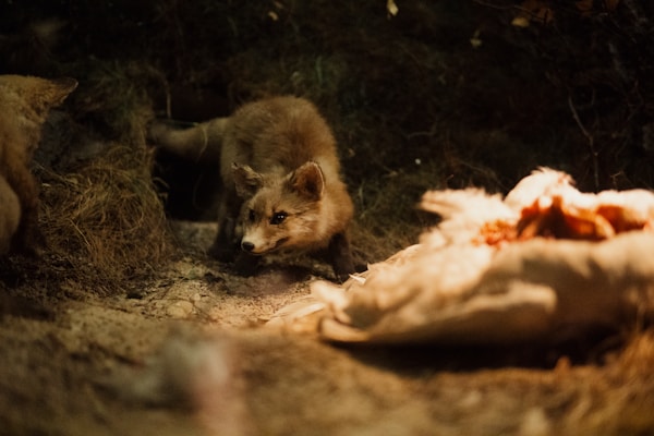 A young fox cautiously appears near the entrance of a den, surrounded by dirt and dried plant material. The lighting is dim, creating a natural yet mysterious atmosphere.