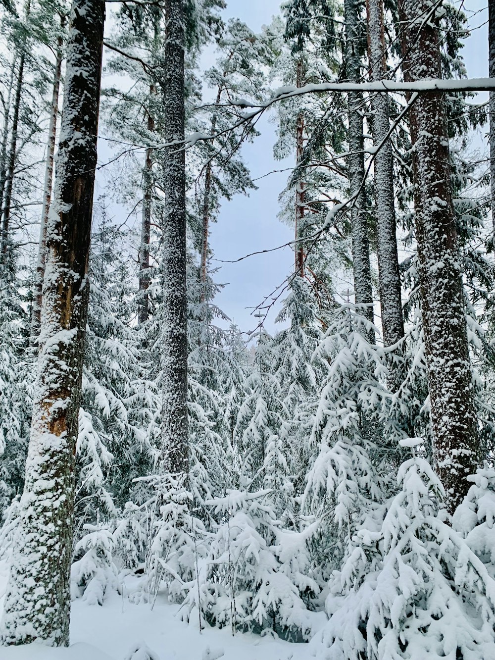 a snow covered forest filled with lots of trees