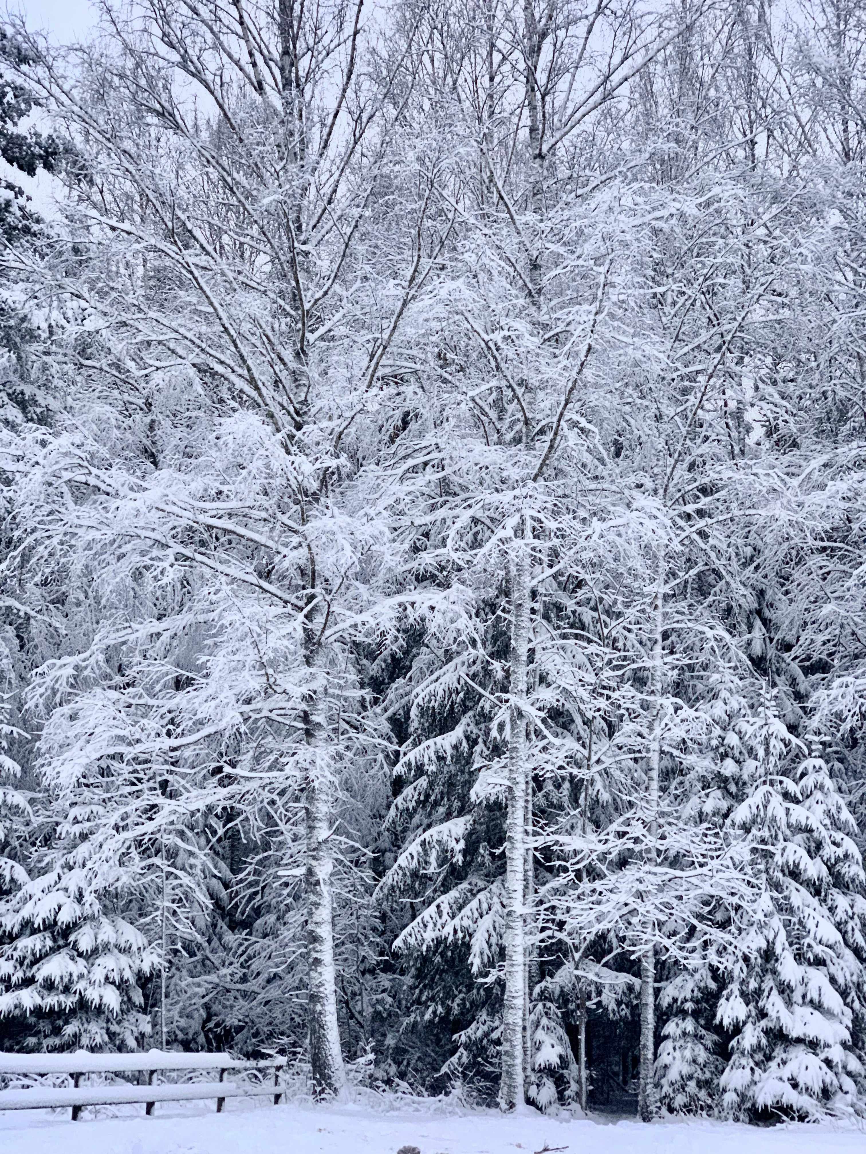 a bench in the middle of a snowy park