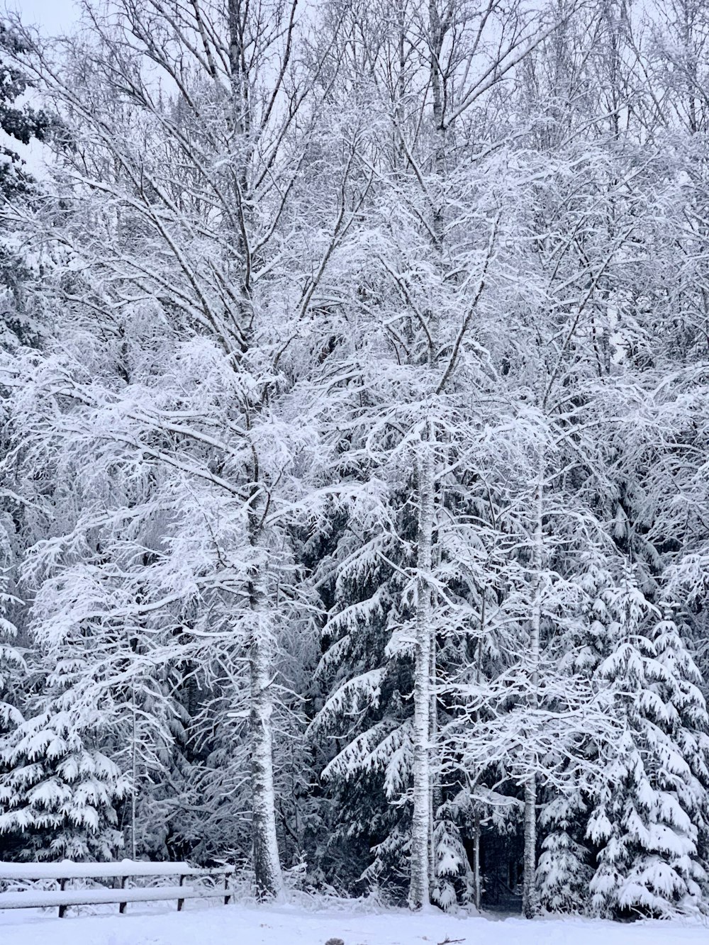 a bench in the middle of a snowy park