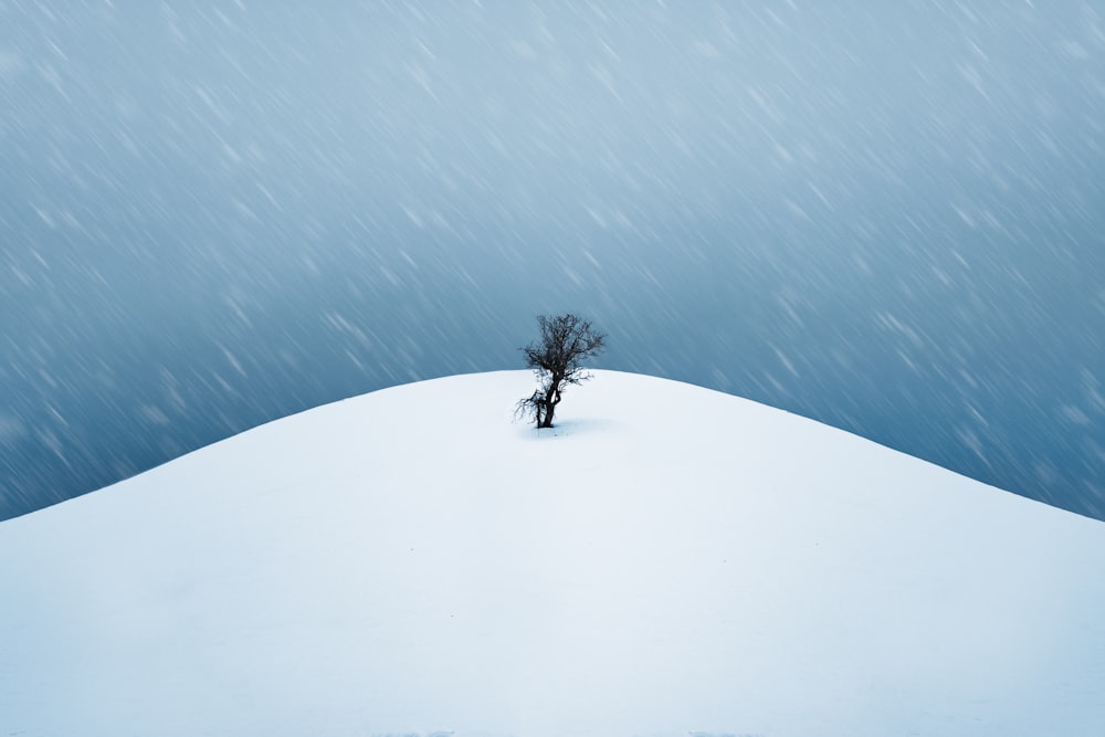 uma árvore solitária no meio de um campo nevado