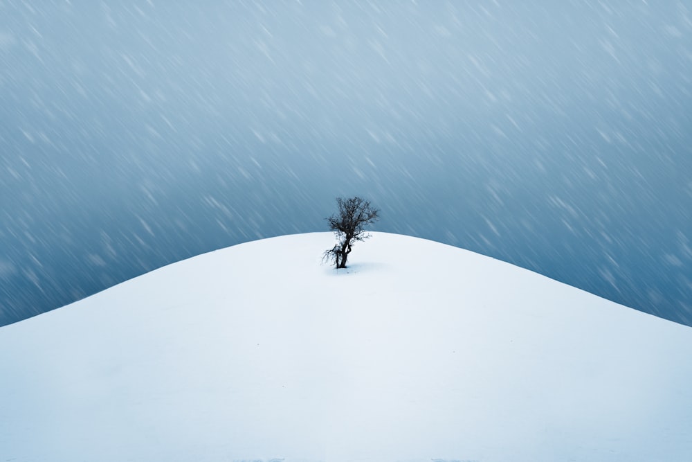 a lone tree in the middle of a snowy field