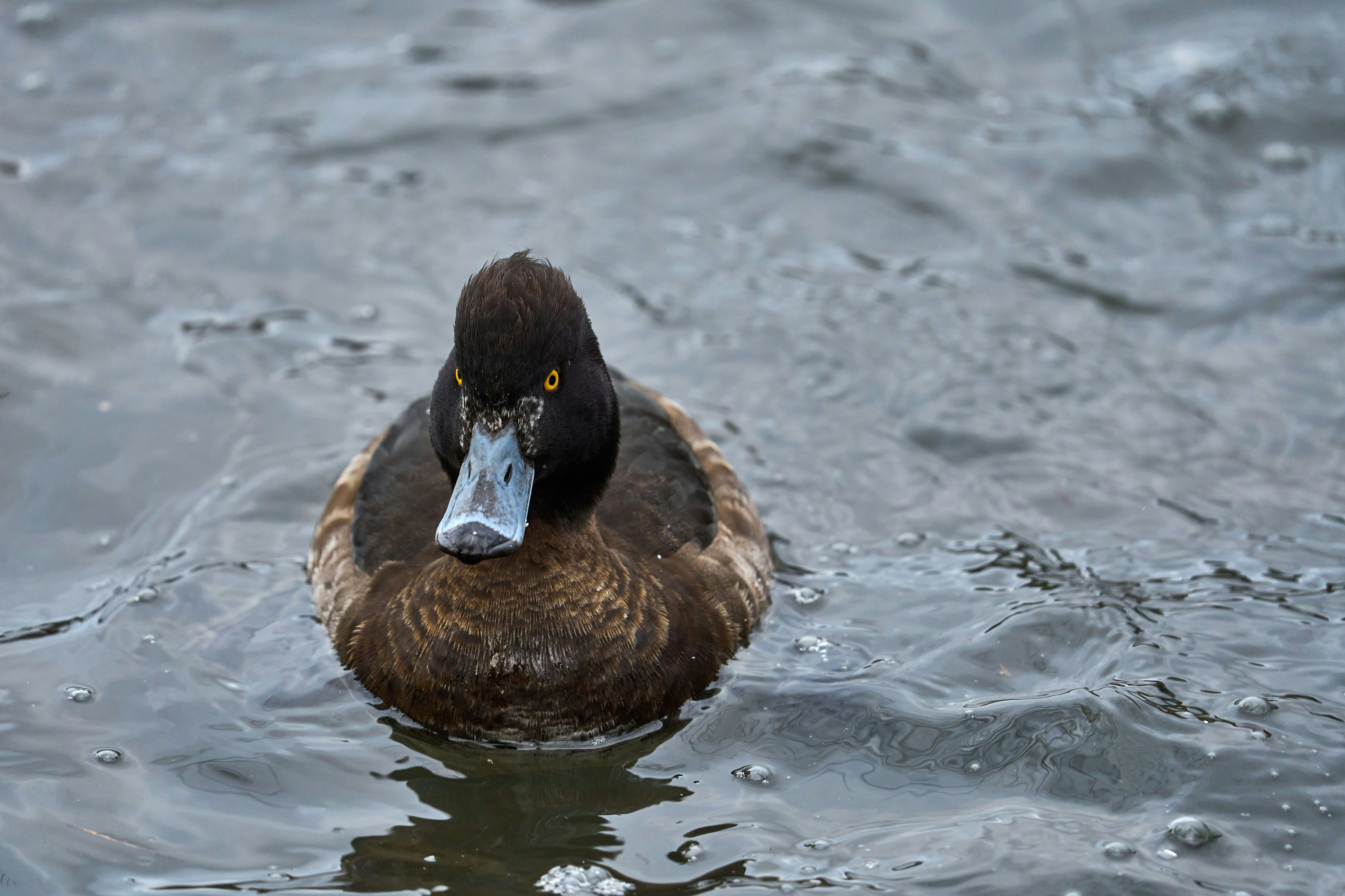 Photo by wolfgang_hasselmann