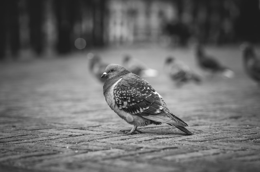 a black and white photo of a pigeon on a brick walkway