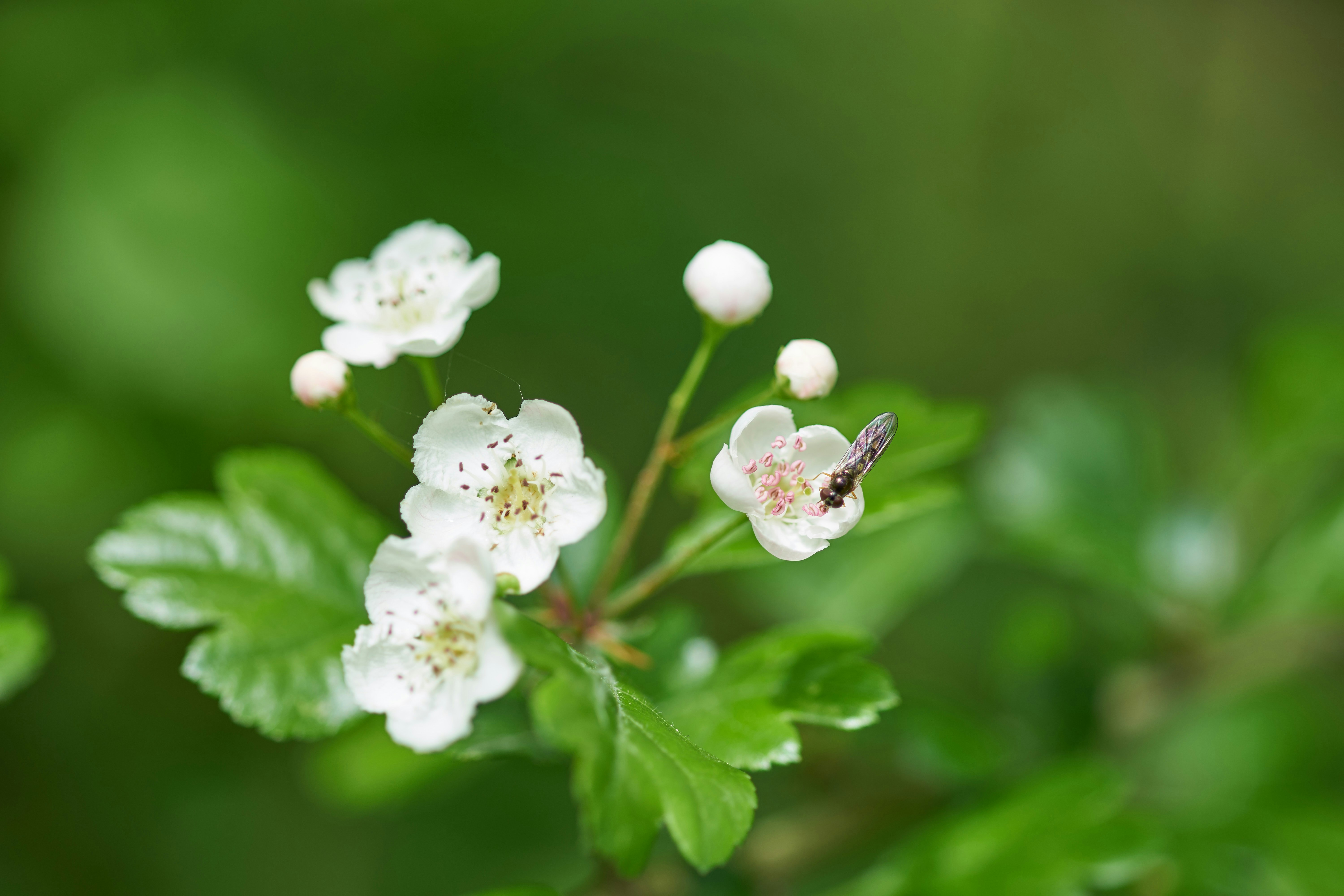 Photo by wolfgang_hasselmann