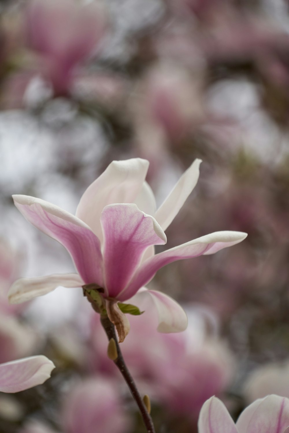 a close up of a pink flower on a tree