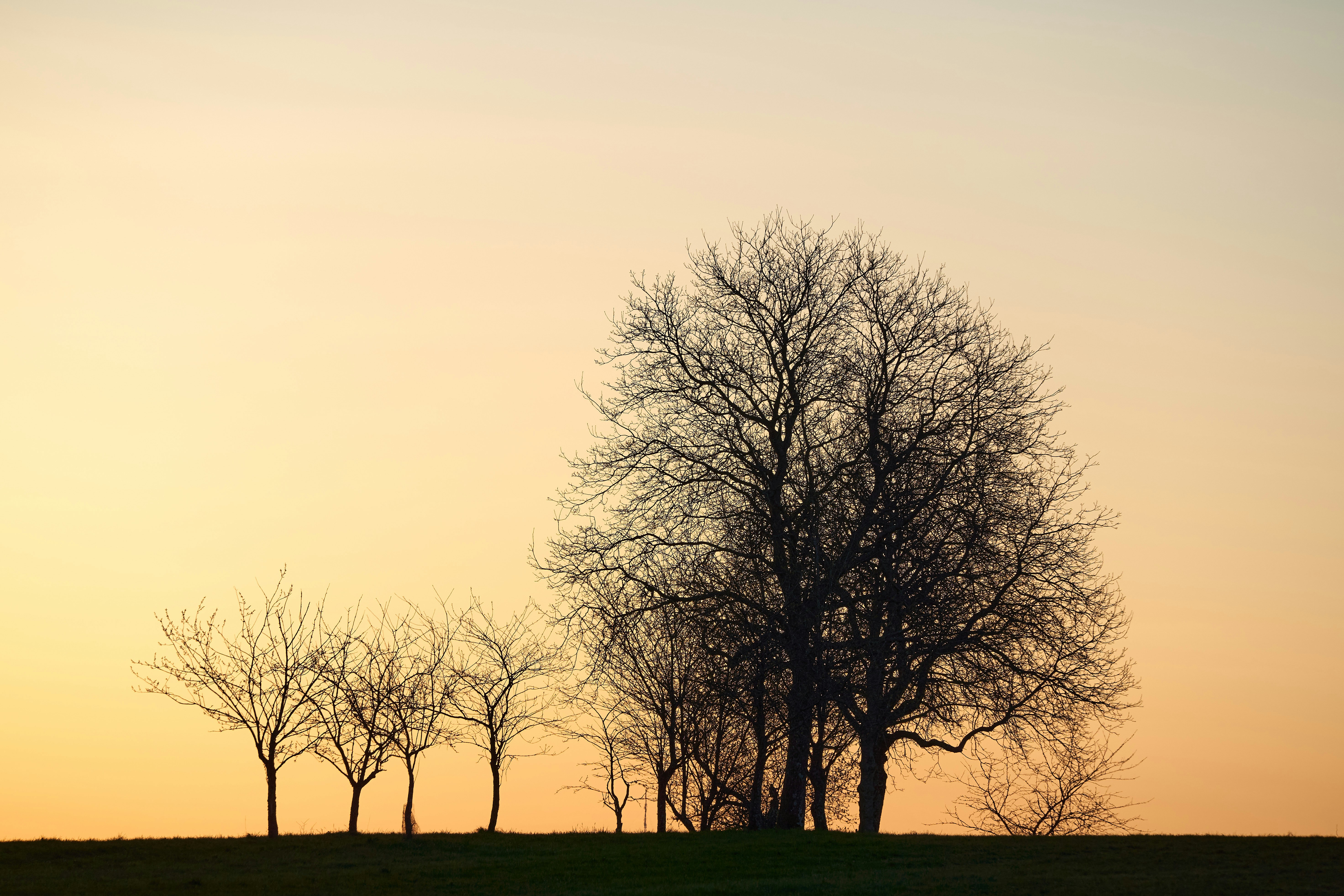 Photo by wolfgang_hasselmann