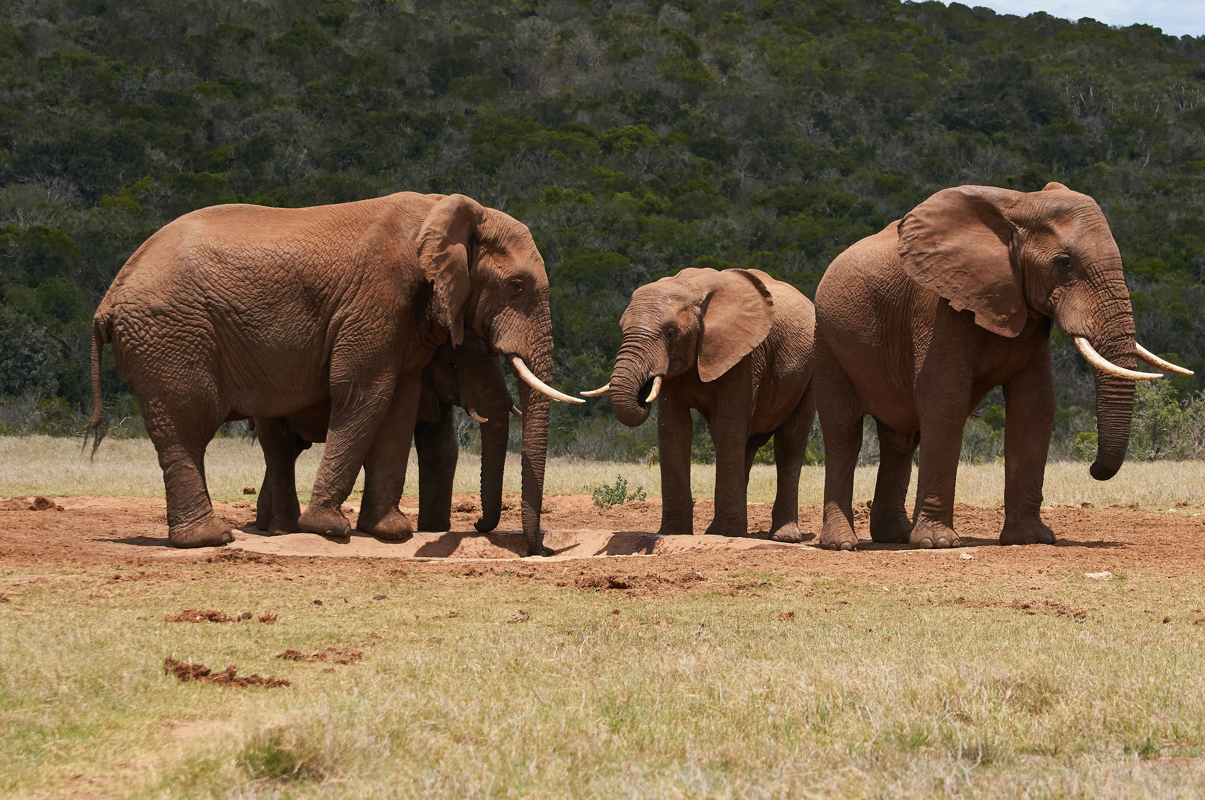 Photo by wolfgang_hasselmann