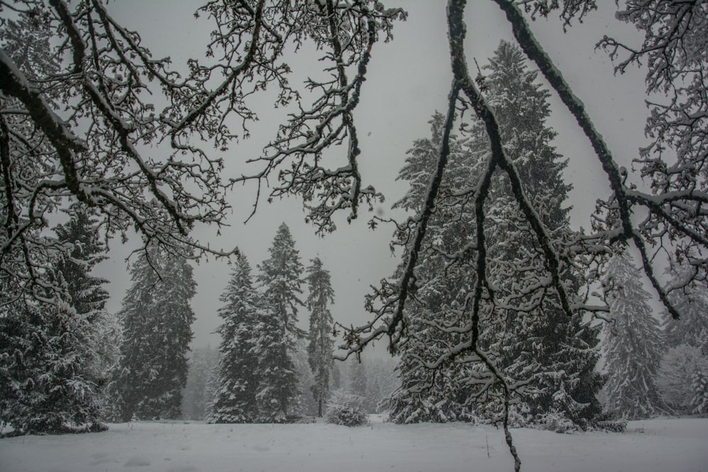 a snow covered field with trees in the background