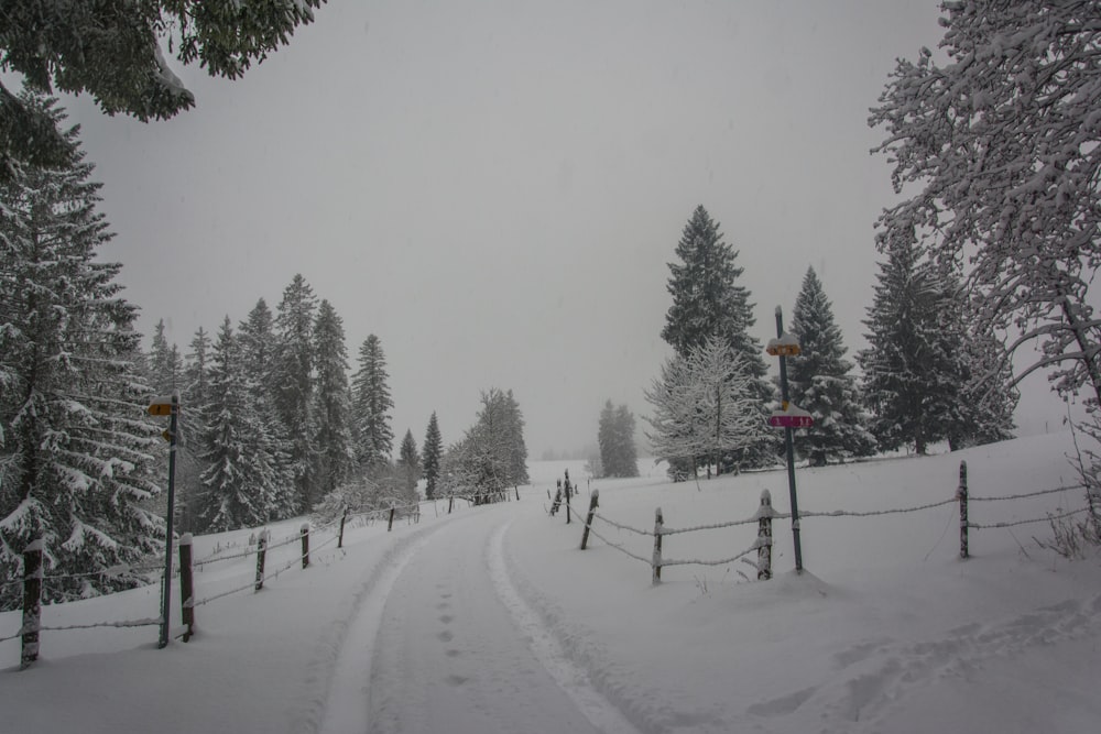 a snow covered road surrounded by pine trees