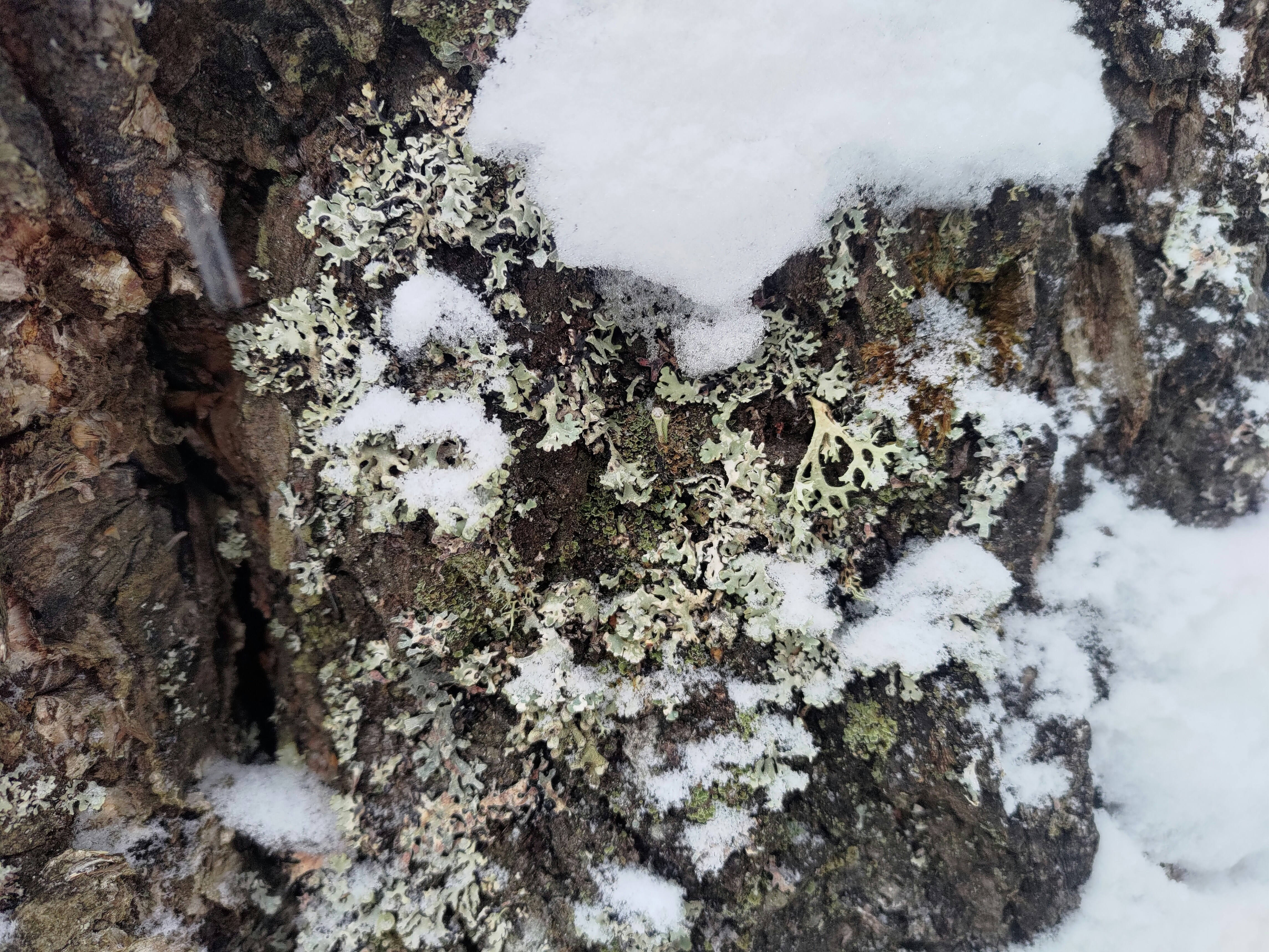 A close up of a tree with snow on it photo – Free Rock Image on Unsplash