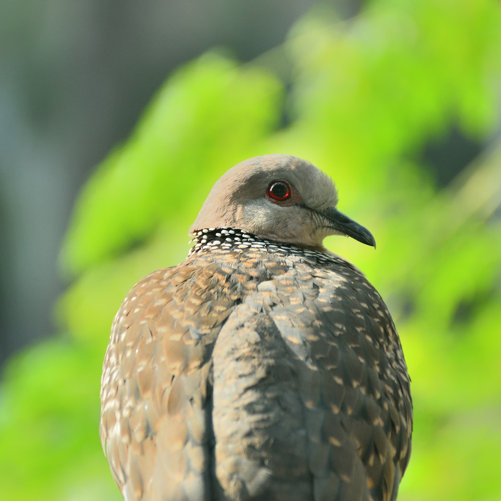 a close up of a bird with a blurry background