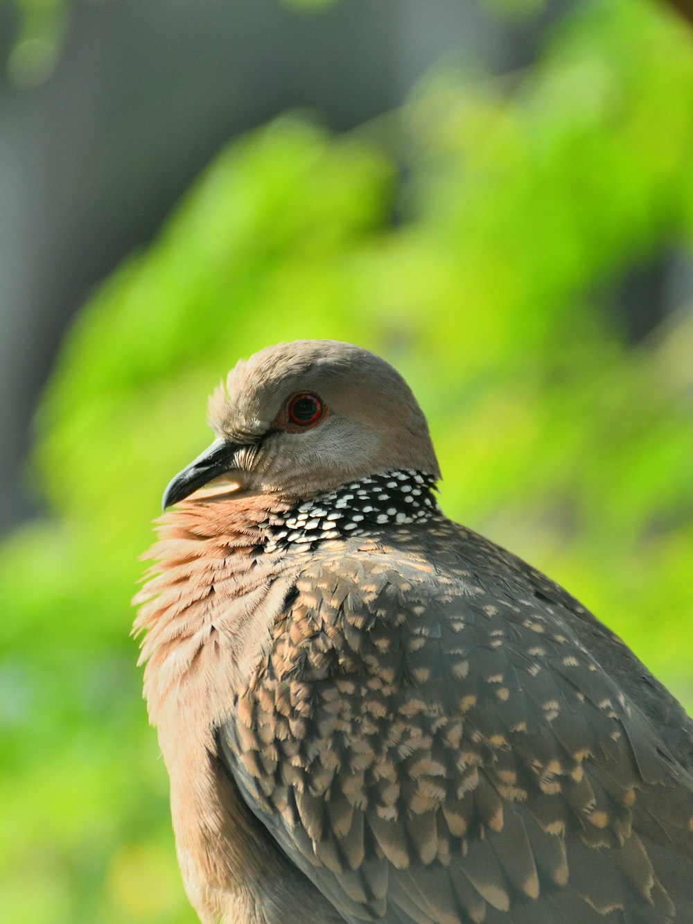 a close up of a bird on a tree branch