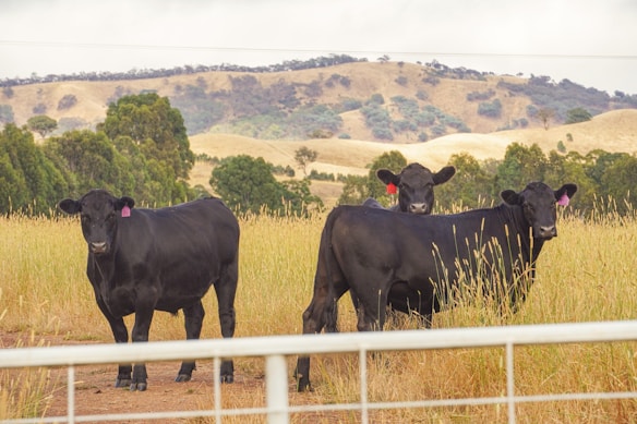 Three black cattle stand in a grassy field with gentle rolling hills and scattered trees in the background. The animals have tags on their ears and are surrounded by tall grass. A metal fence is visible in the foreground, suggesting a pastoral farm setting.