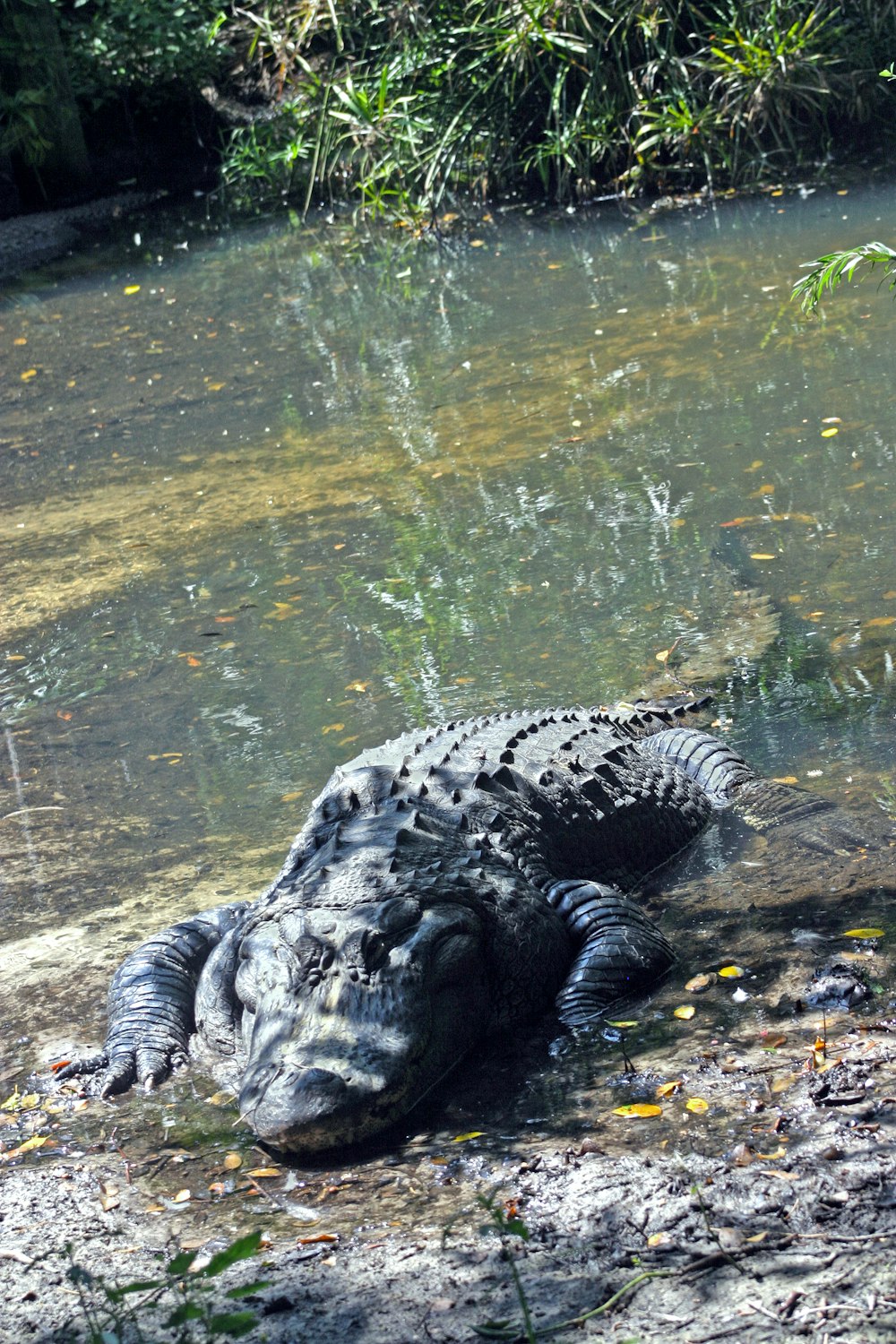 a large alligator laying on the ground next to a body of water