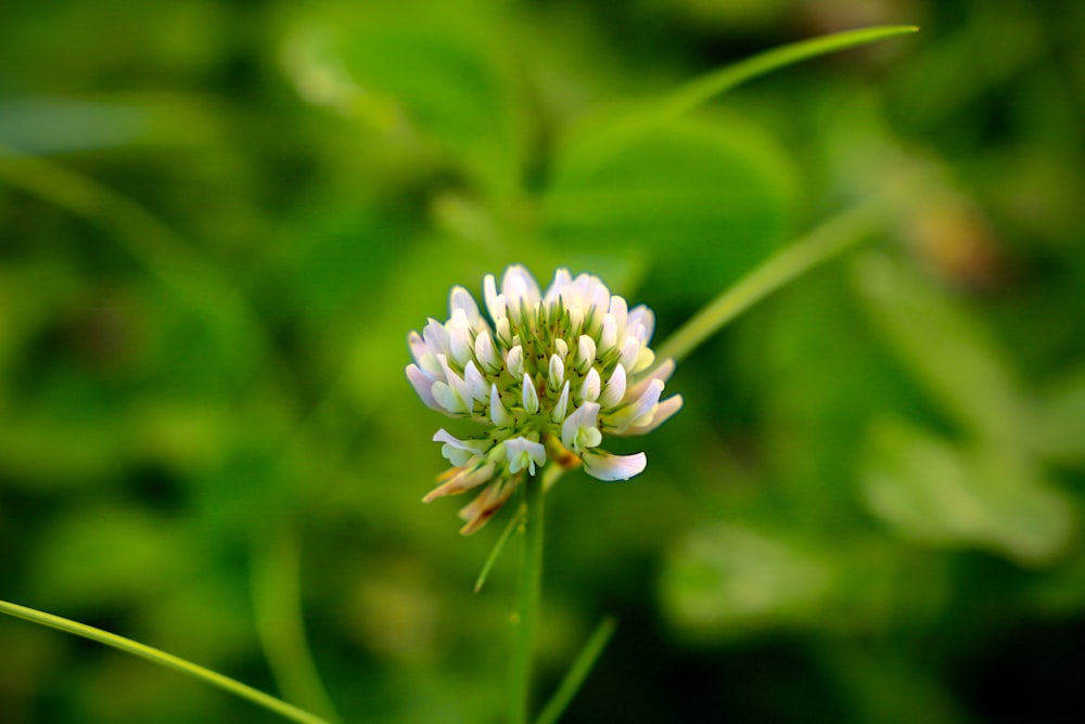 a close up of a white flower with green leaves in the background