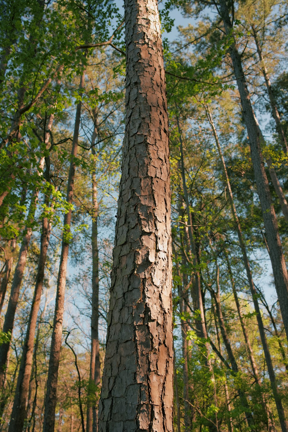 a tall tree in the middle of a forest