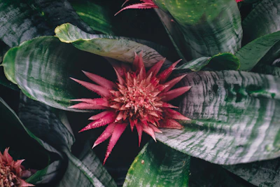 a close up of a flower on a plant