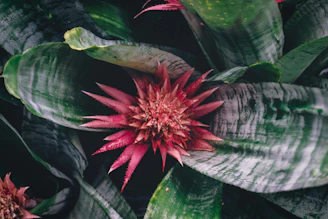 a close up of a flower on a plant