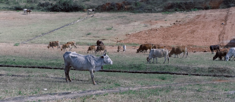 um rebanho de gado em pé em cima de um campo coberto de grama