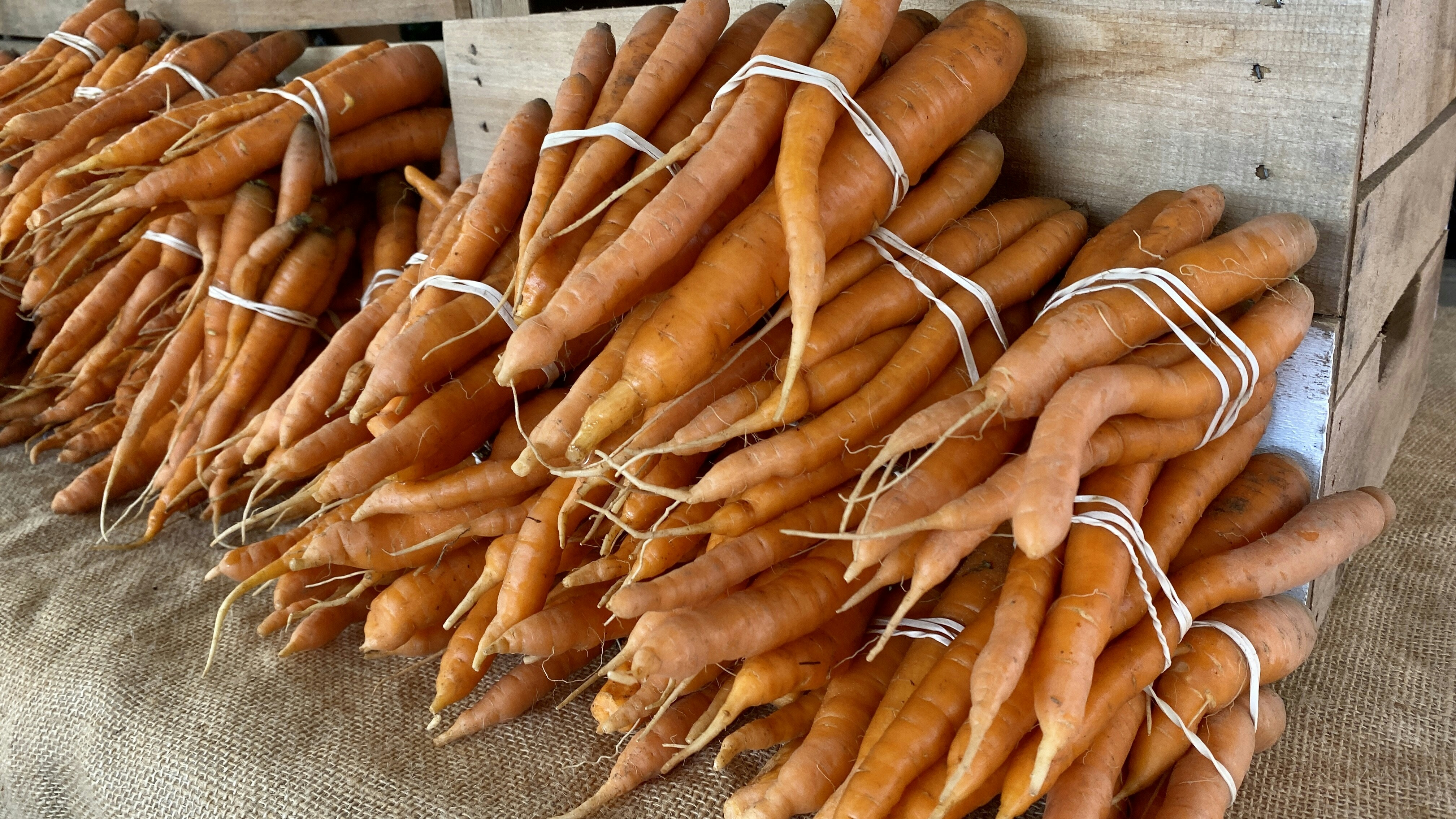 Carottes fraîches bio