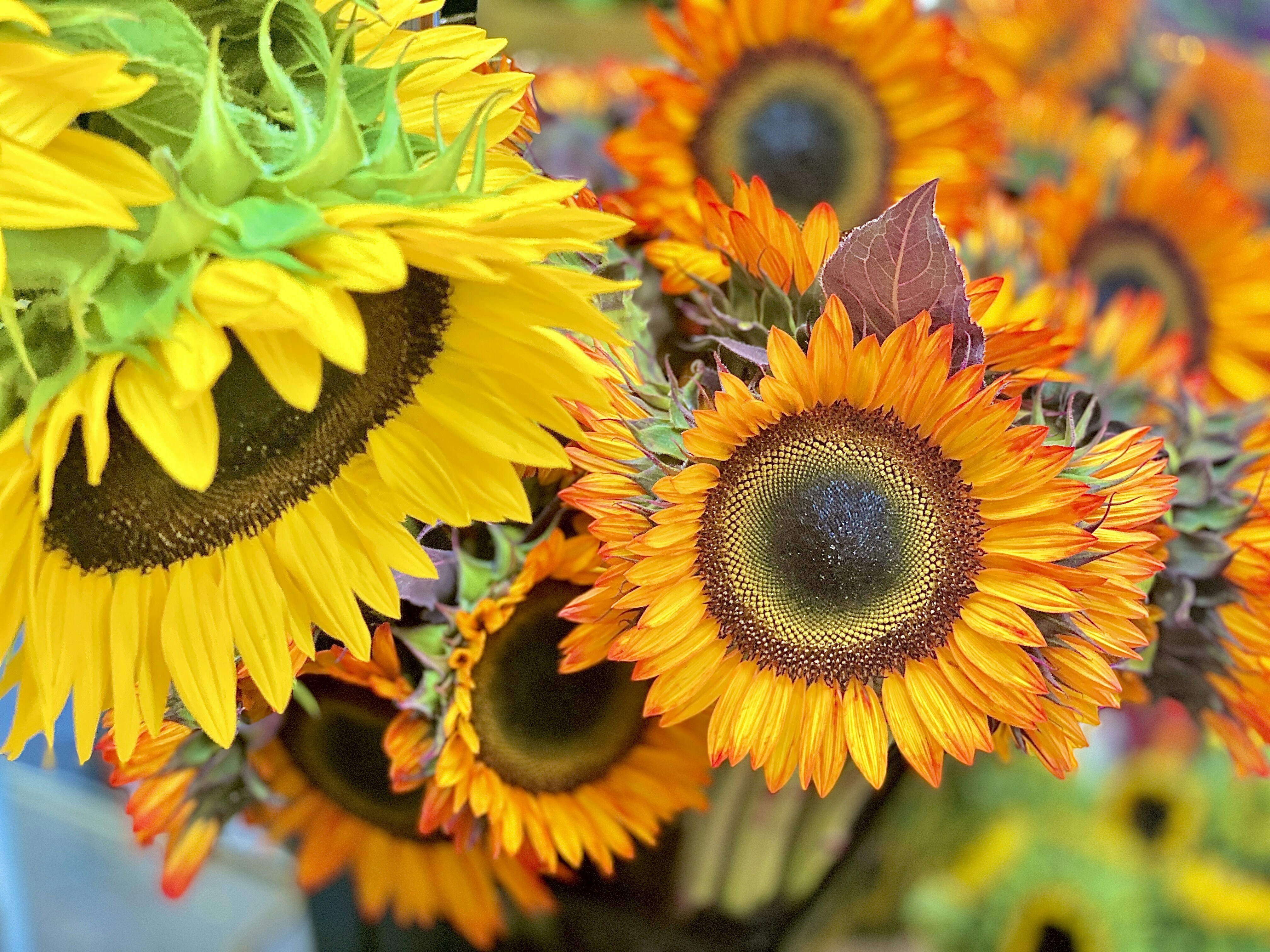 Sunflowers mixed with yellow and orange roses in a vibrant summer bouquet