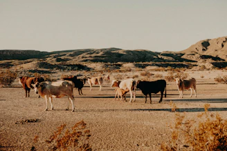A wide shot of the ranch landscape with cattle scattered across rolling fields at sunset.