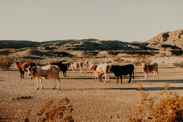 A wide shot of the ranch landscape with cattle scattered across rolling fields at sunset.