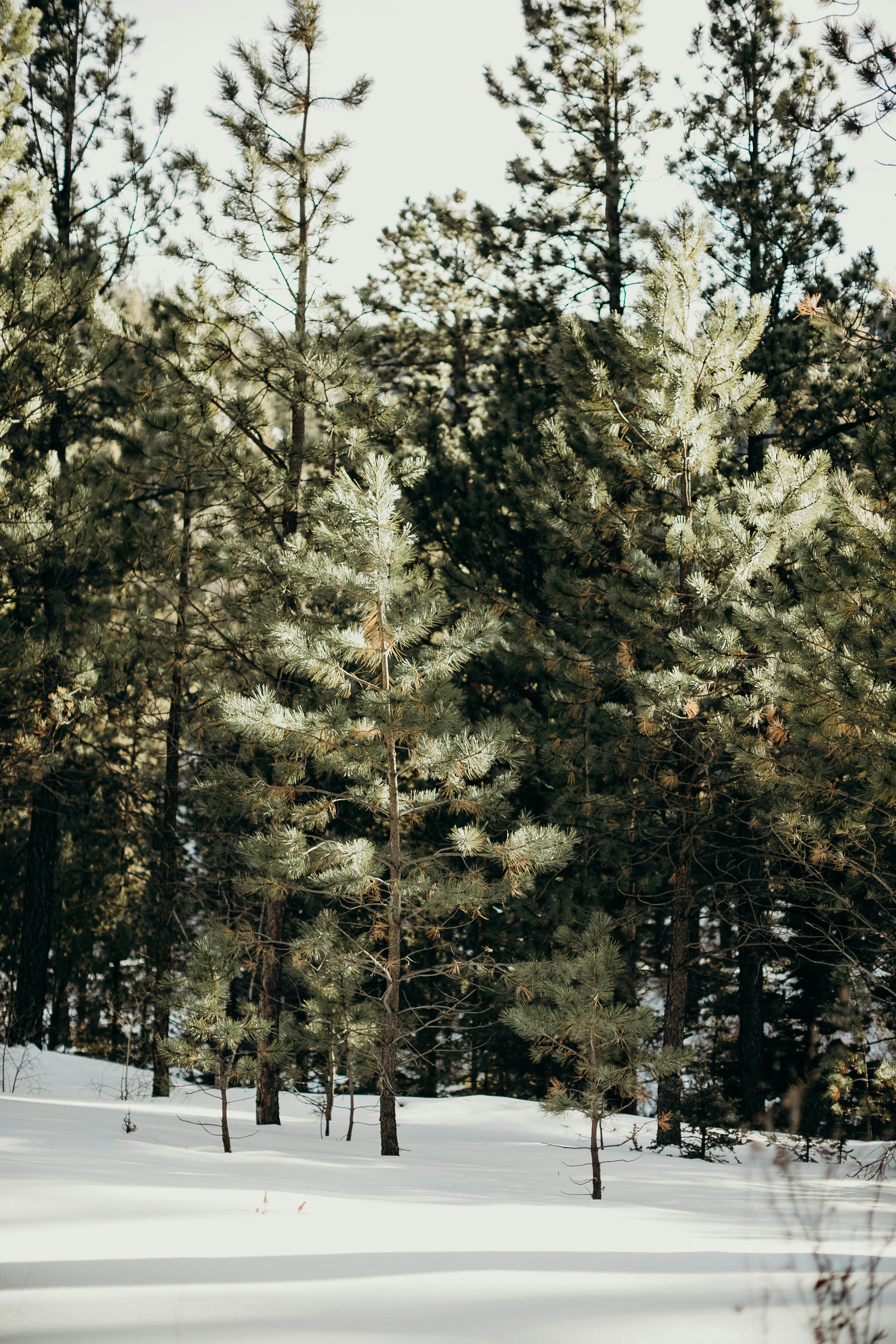 a forest filled with lots of trees covered in snow