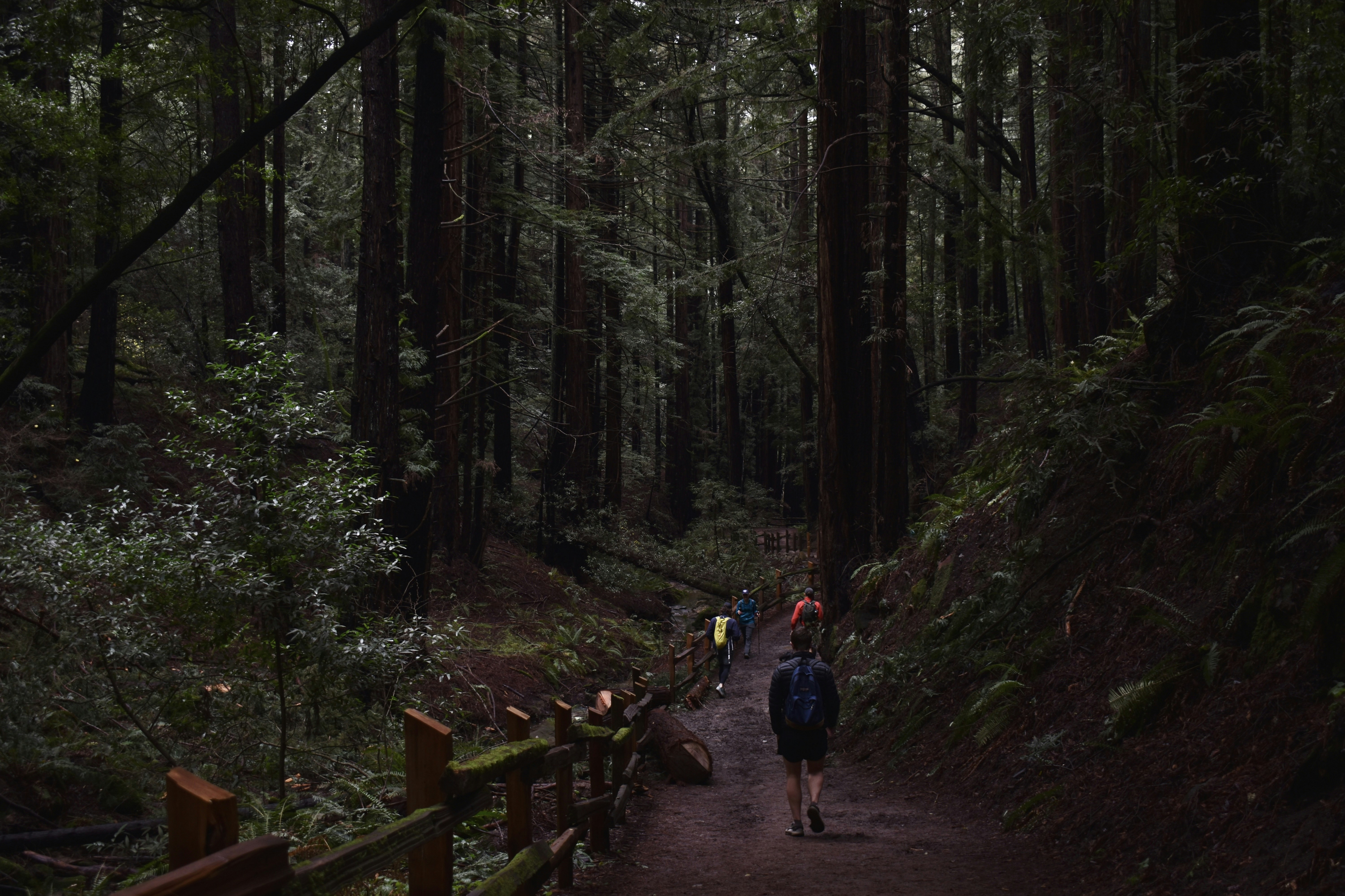 a group of people walking down a trail in the woods