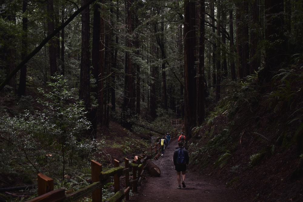 um grupo de pessoas caminhando por uma trilha na floresta