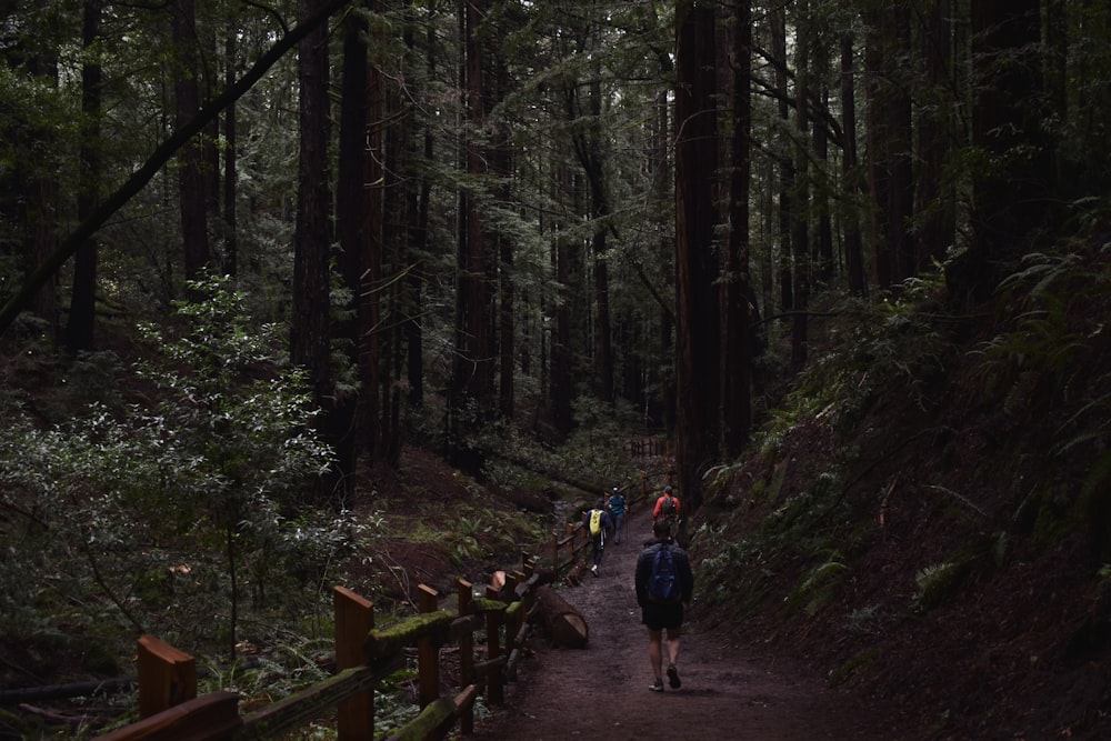 a group of people walking down a trail in the woods