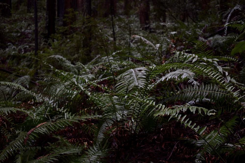 a lush green forest filled with lots of trees