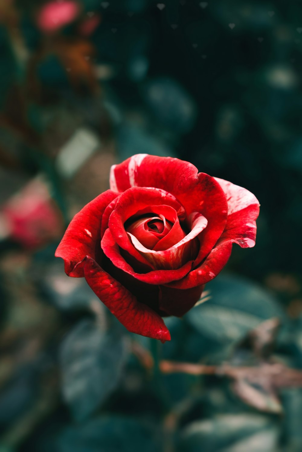 a red rose with green leaves in the background