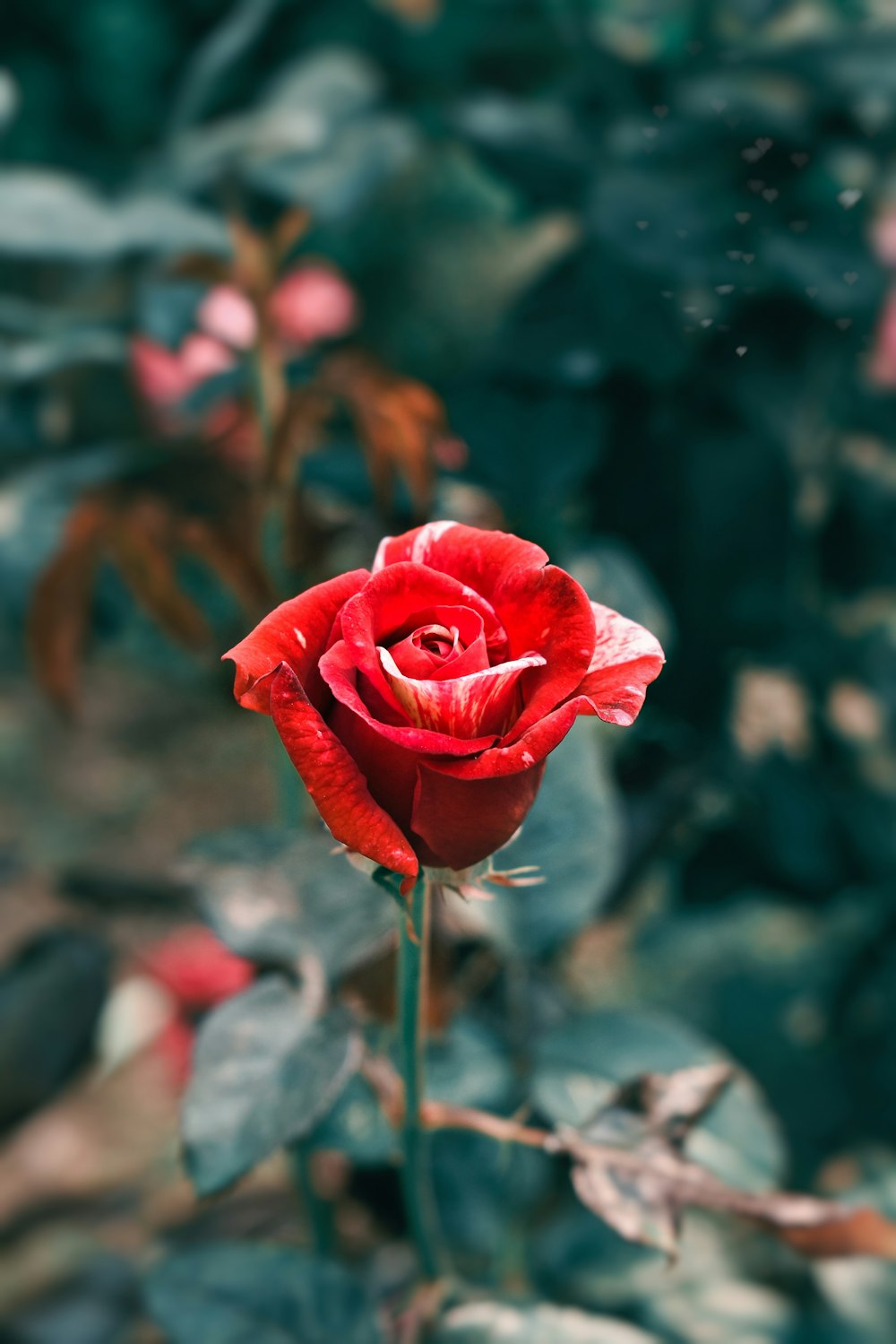 a single red rose in the middle of a garden