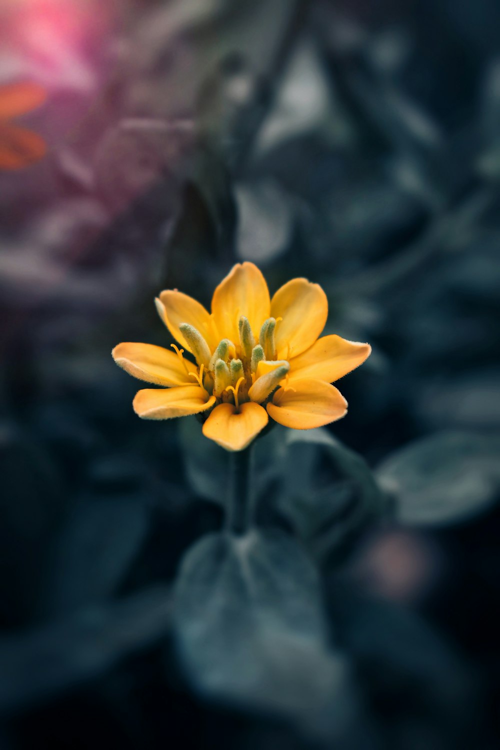 a yellow flower with a blurry background