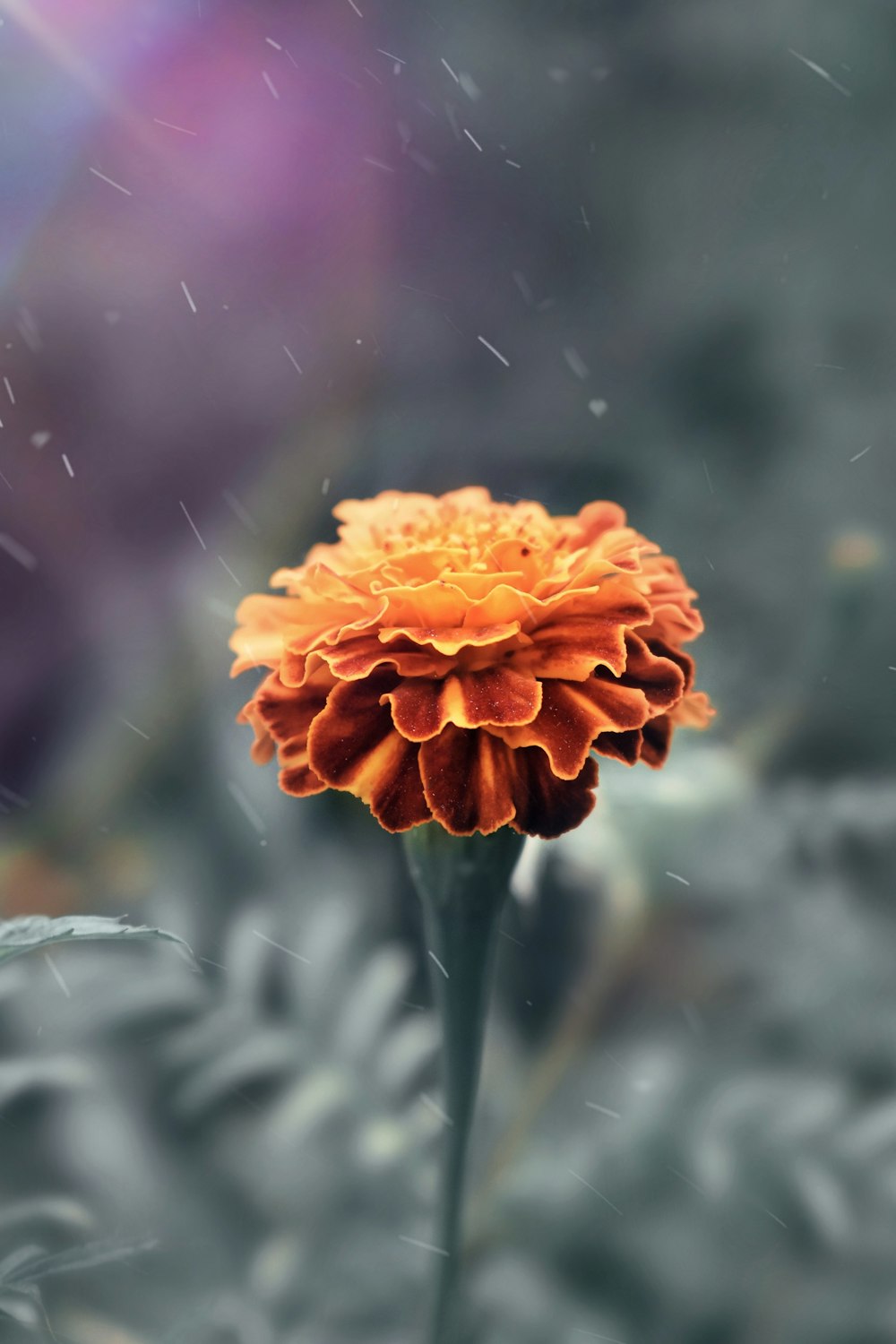 a single orange flower with a blurry background