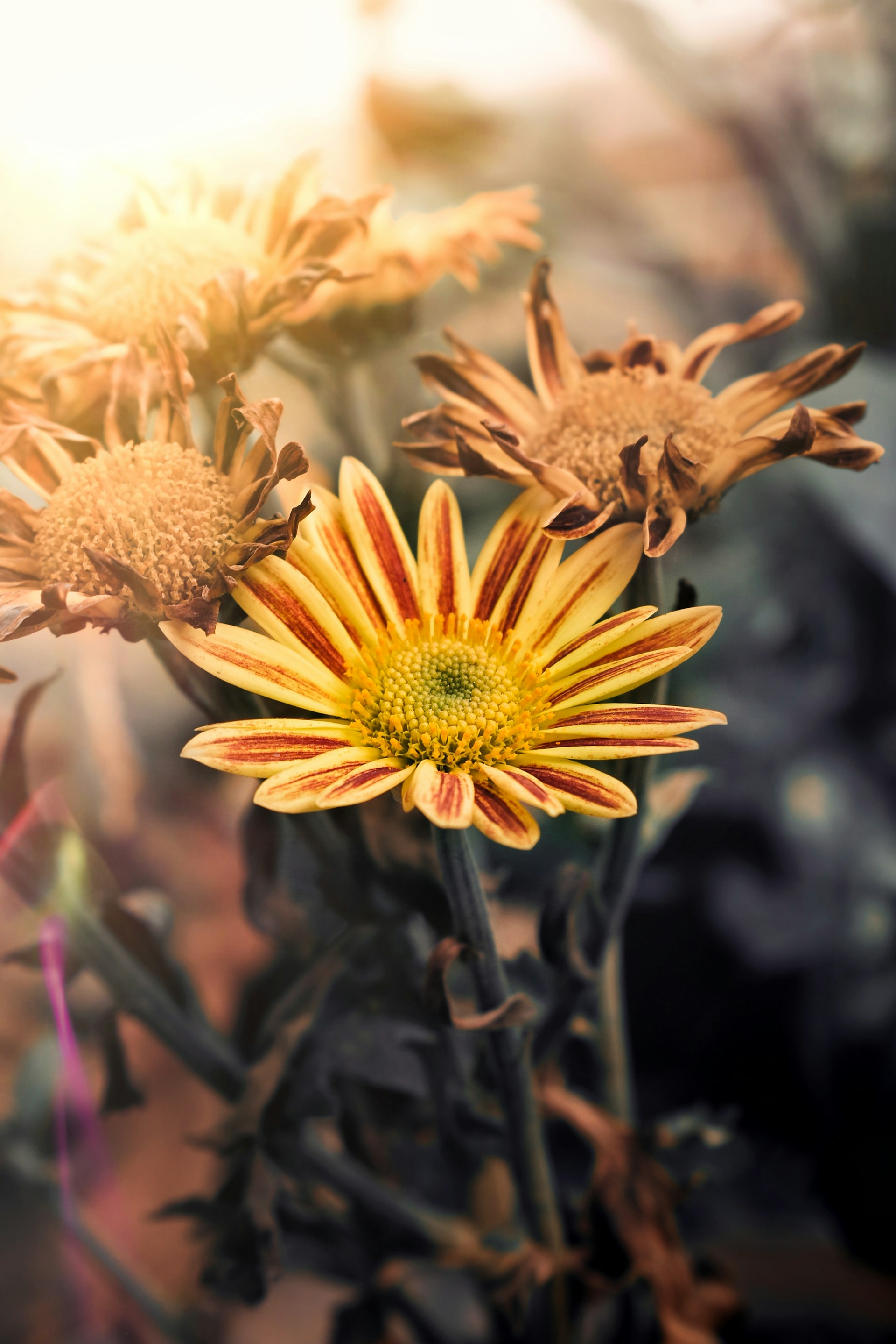 a close up of a yellow flower with a blurry background