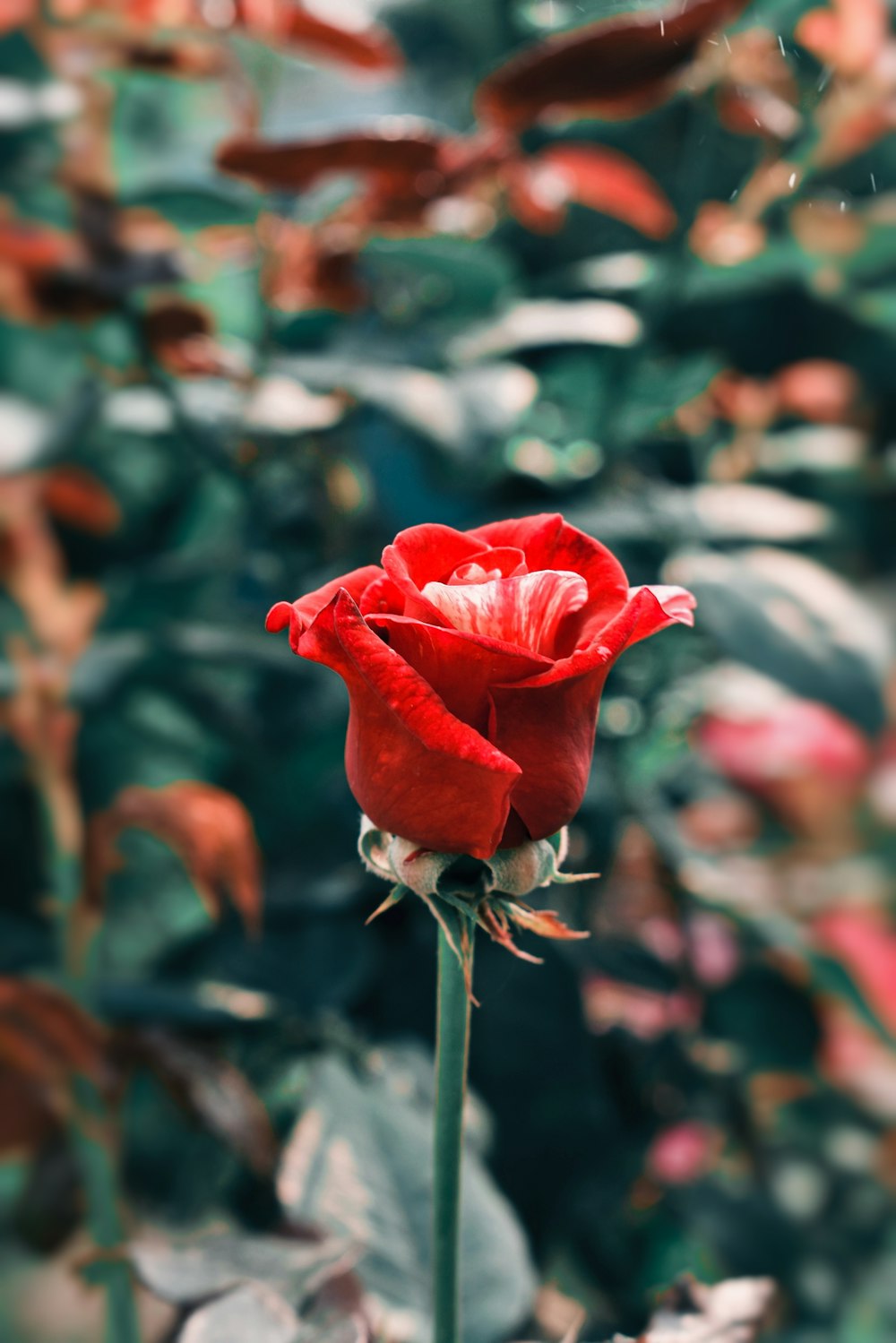a single red rose in front of a green bush