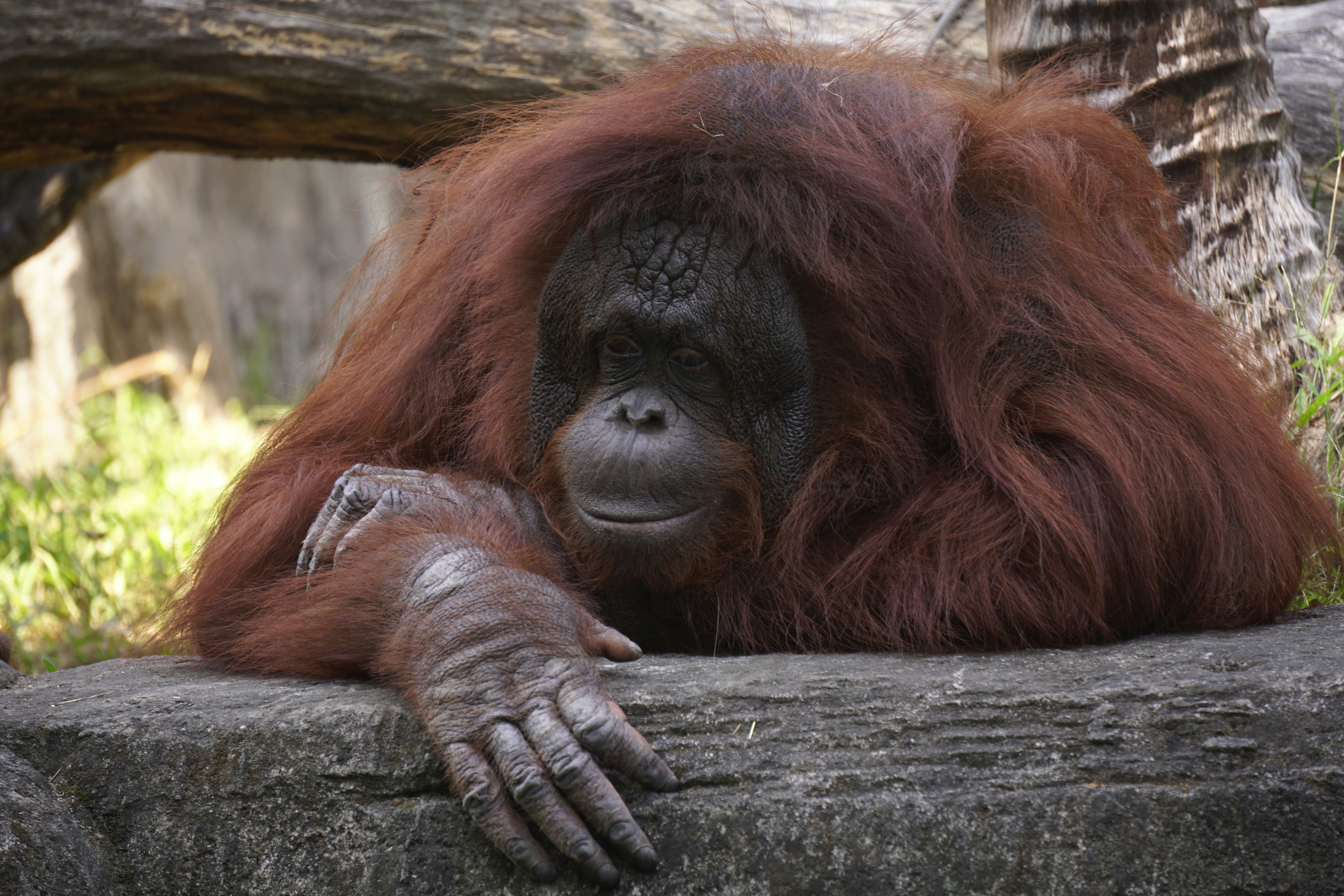 Orangutan, one of the protected rare animals, native animal from Indonesia, and he is a very special animal