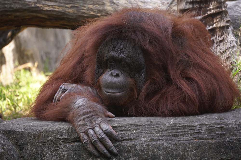 a close up of a monkey laying on a rock