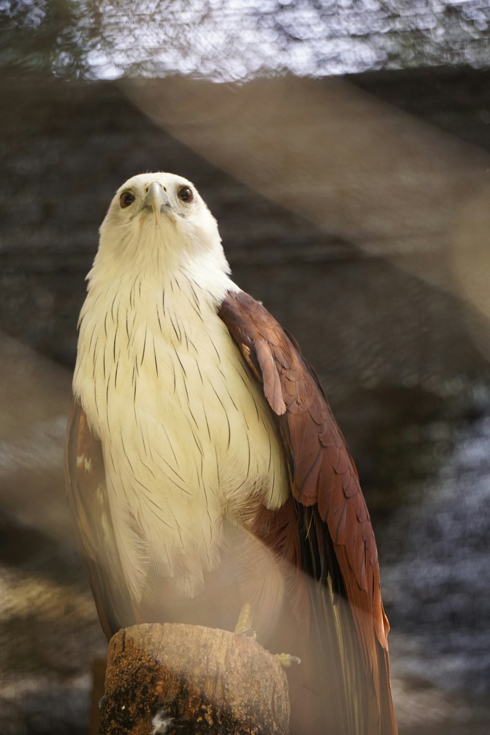 un oiseau blanc et brun assis au sommet d’un rocher