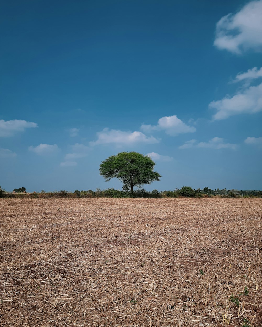 a lone tree stands alone in the middle of a field