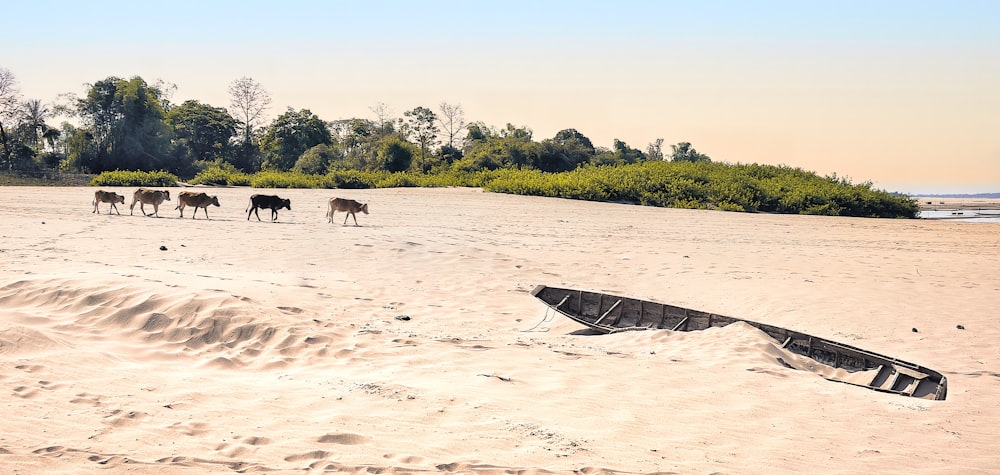 Un barco en una playa con caballos al fondo