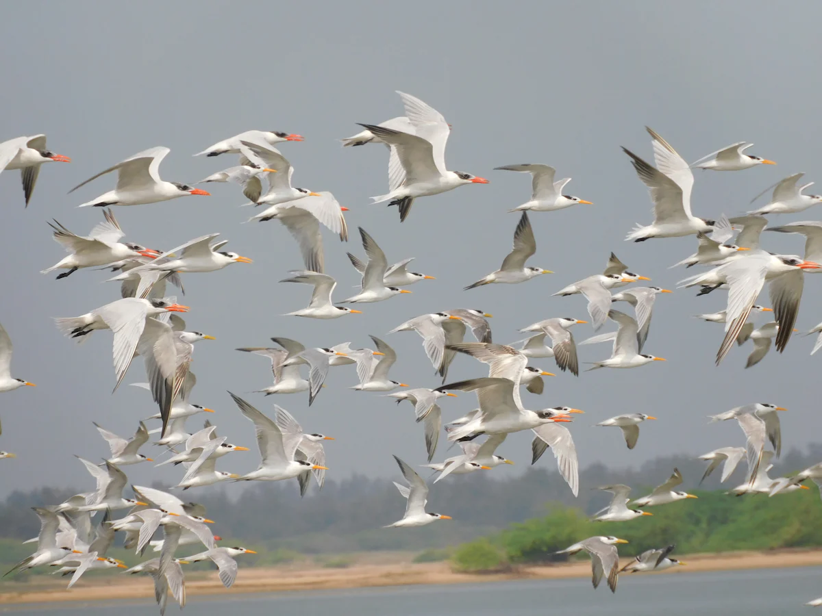 Sultanpur Bird Sanctuary